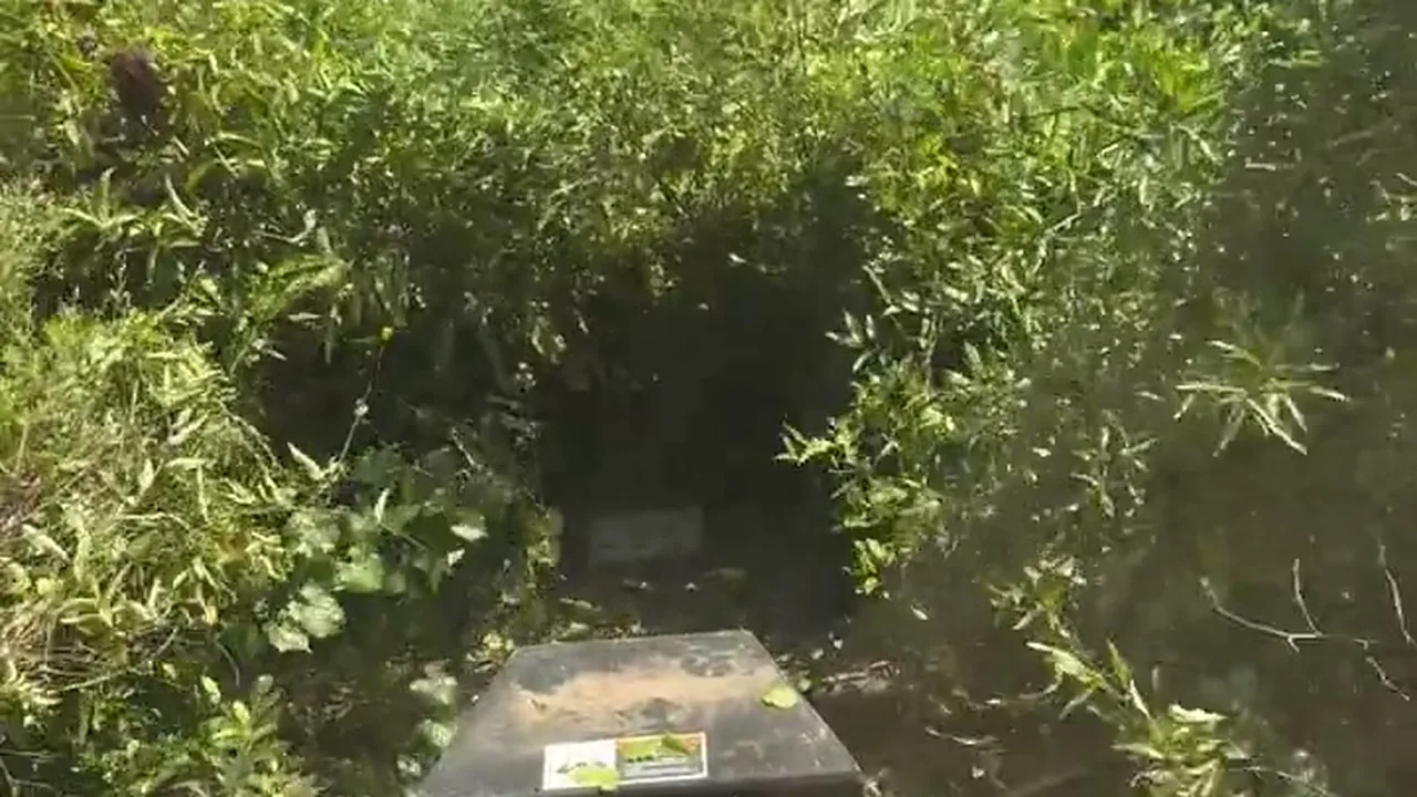 Brush Clearing in Rayville, LA