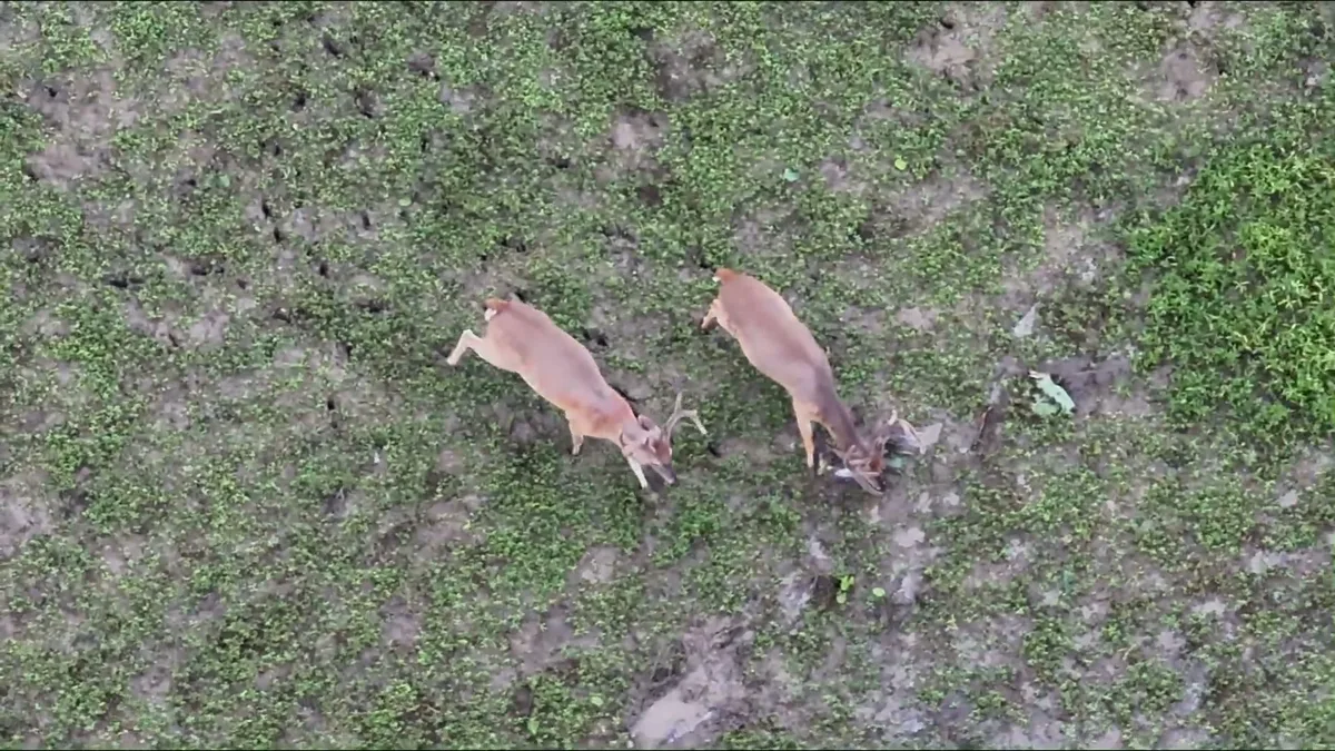A herd of deer feeding in an open field, seen straight down from the drone at 400 feet