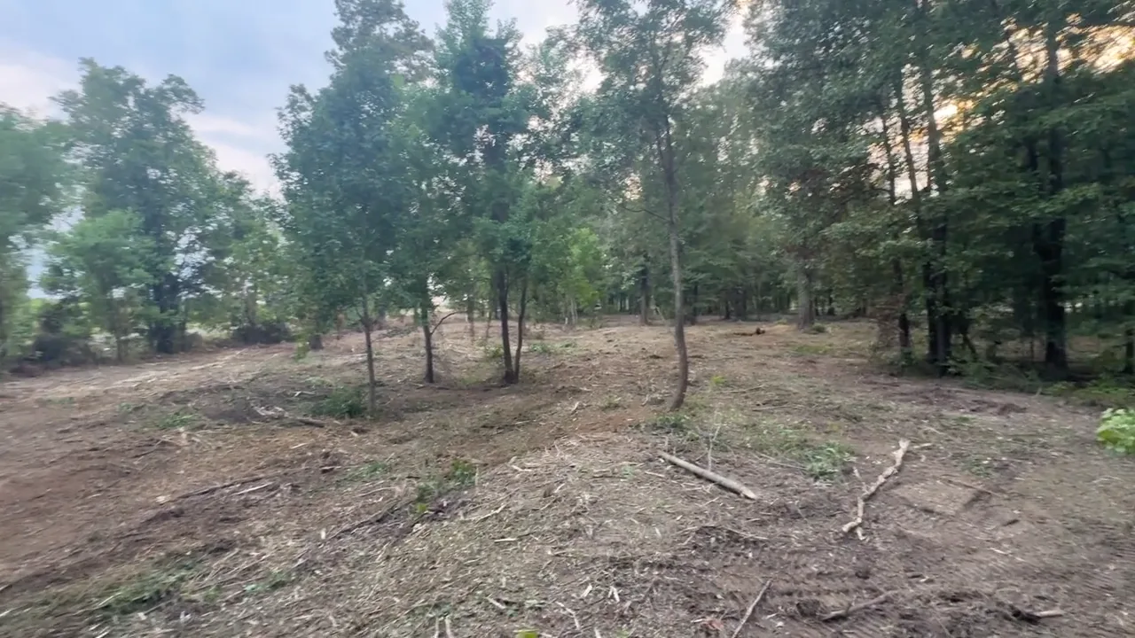 Hardwood stand with the brush mulched in place and no burn pile left on the ground