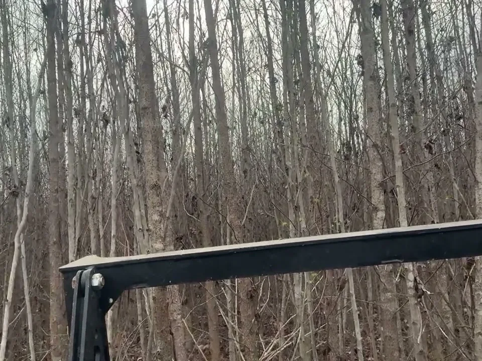 View from the track loader cab into a dense stand of young hardwoods before mulching