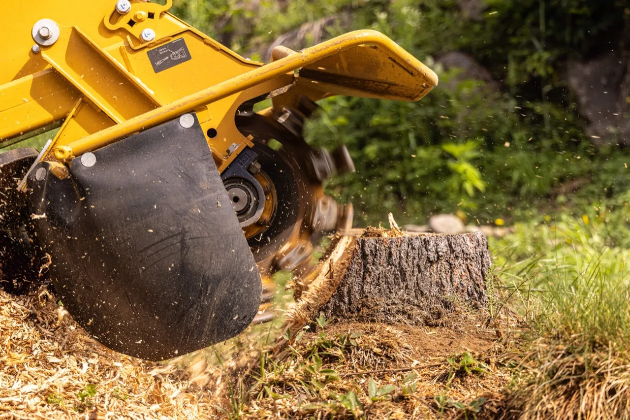 A stump grinder cutting wheel chipping down a tree stump