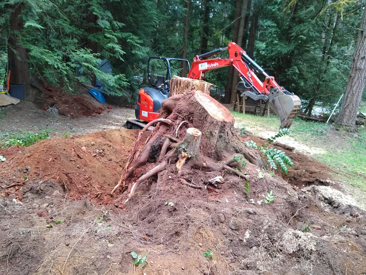 A mini excavator lifting a tree stump and root ball out of the ground